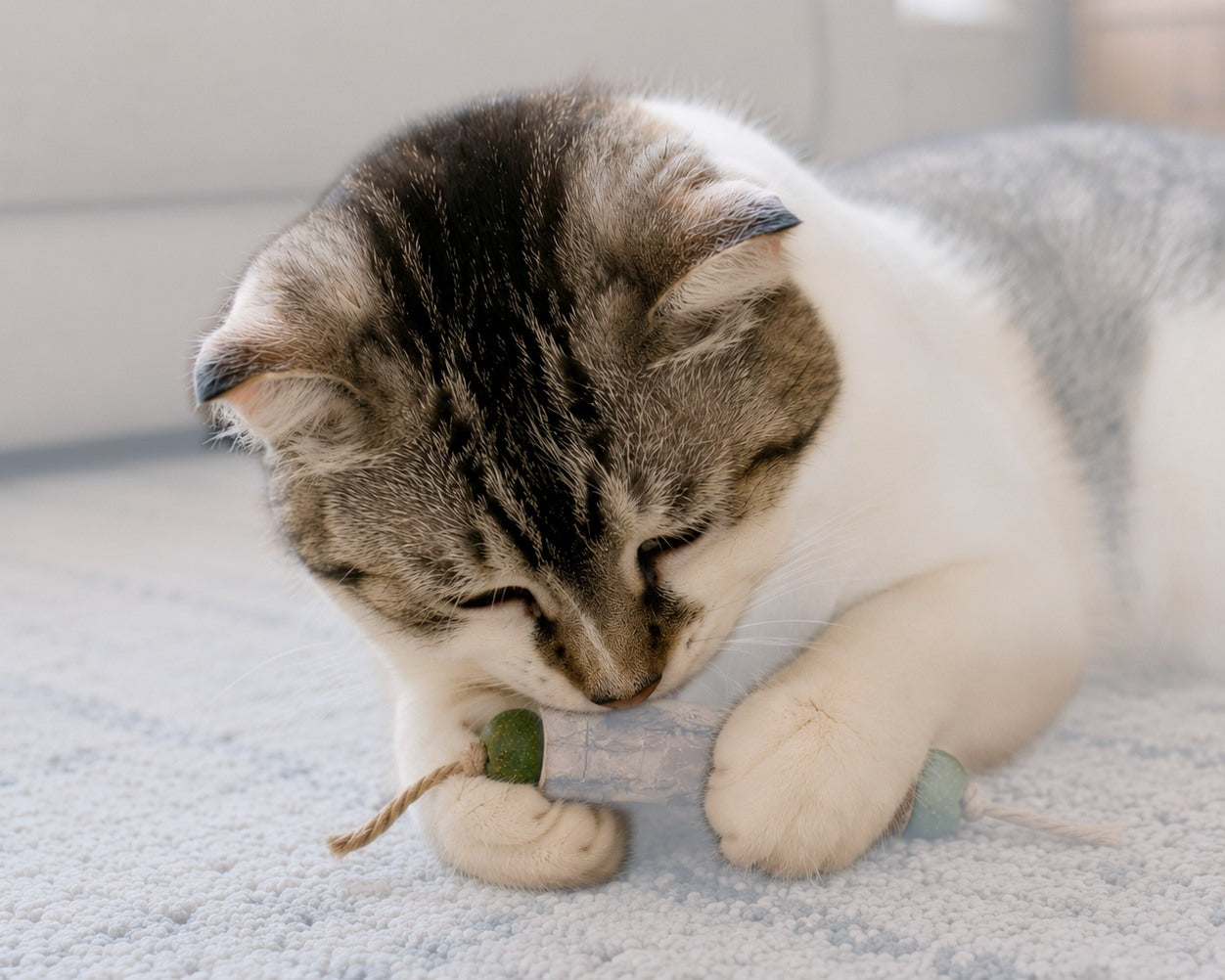 Catnip Tooth Cleaning Stick (Mystery Gift)